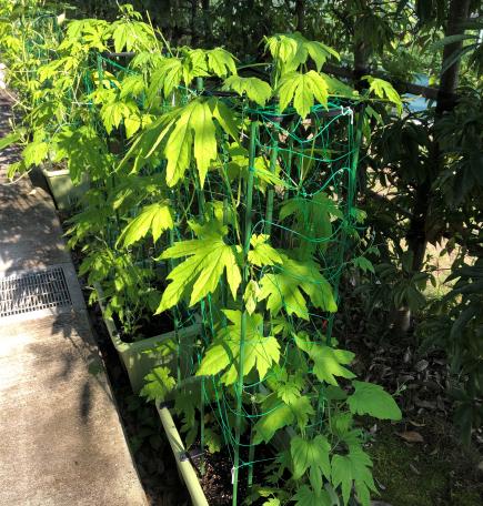 保健室前　日光を浴びてすくすく育っています