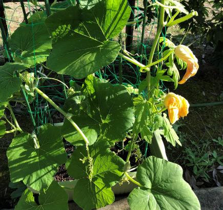 そんなゴーヤの中にかぼちゃの花を発見！