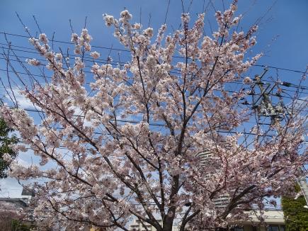 校門横の桜も満開です！！