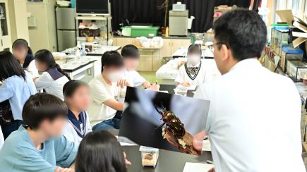 理科：オーストラリアに生息するニジイロクワガ、鮮やかな色！