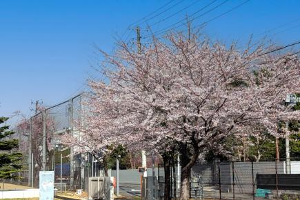 明日（4/7）入学式です。