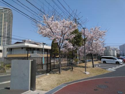 校門脇　満開の桜